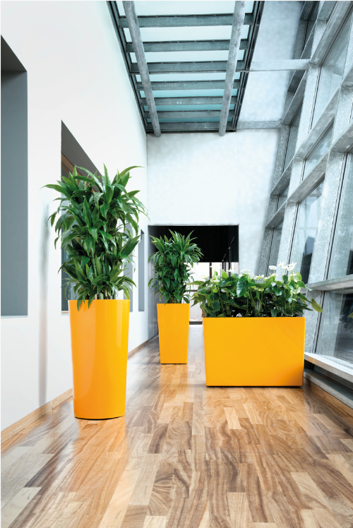 Environnement de bureau verdoyant avec des plantes luxuriantes, créant une atmosphère de travail harmonieuse et équilibrée.
