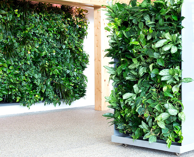 Amélioration de l'intérieur avec un mur végétal naturel installé