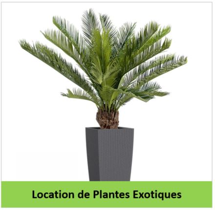 Location-de-plantes-exotiques-depolluantes
