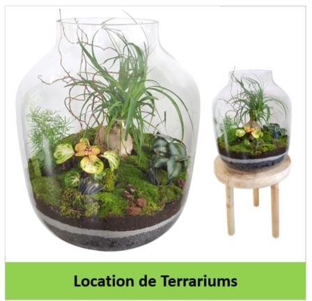 Location-de-terrariums-depolluants