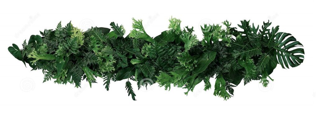 Plantes Tropicales et Exotiques