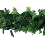 Plantes Tropicales et Exotiques