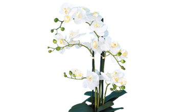 Compositions d’Orchidées Prestigieuses - Gesti-vert