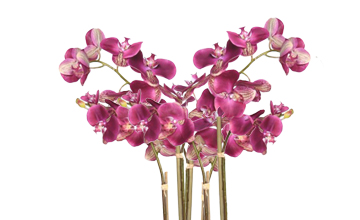 Compositions d’Orchidées Prestigieuses - Gesti-vert
