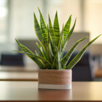 Sansevieria : l’élégance sans entretien pour vos bureaux cet été