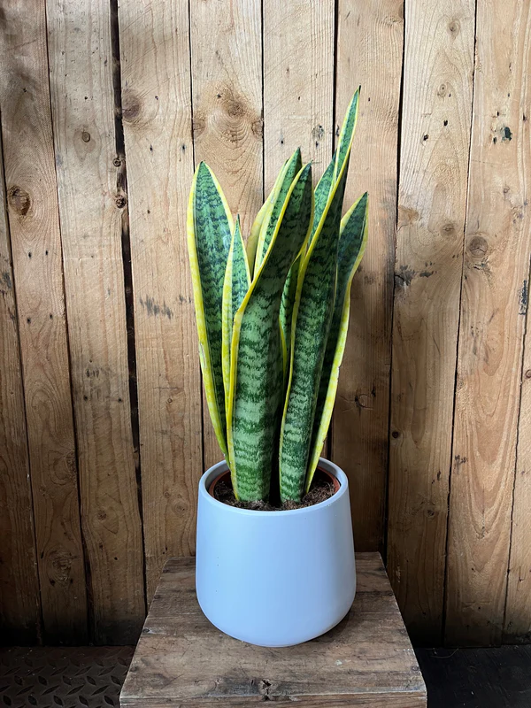 Snakeplantinwhitepot Snakeplantinwhitepot