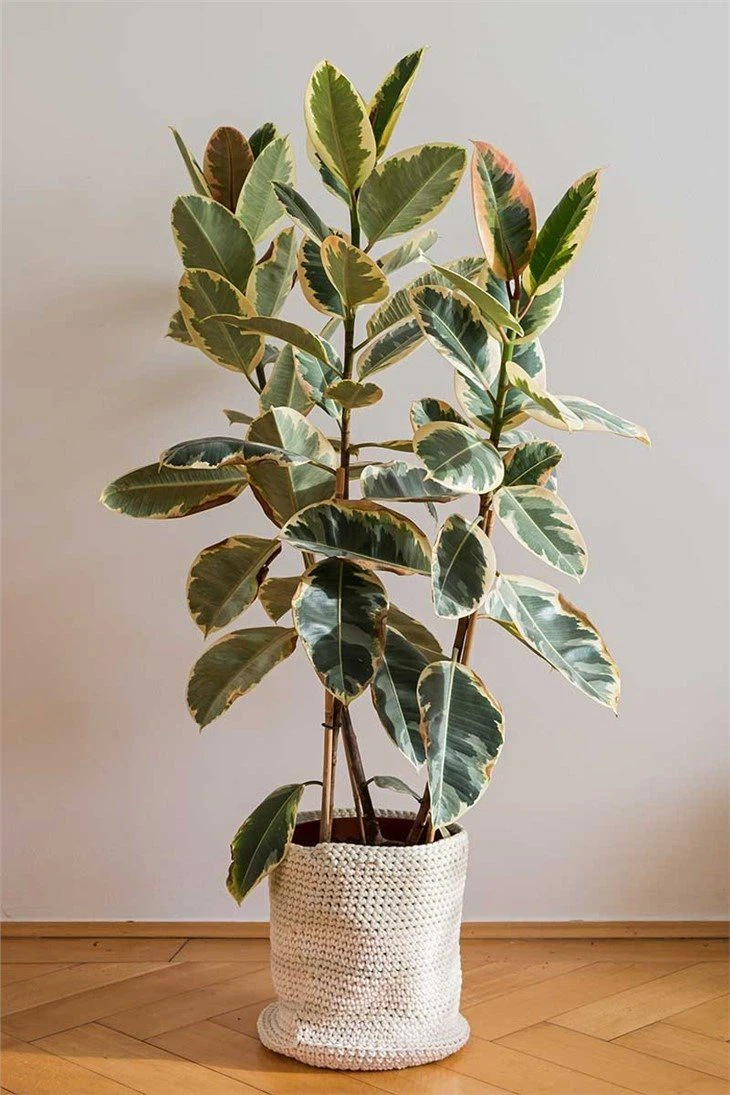 ficus-elastica-doescheri01004140856 ficus-elastica-doescheri01004140856