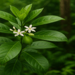 Voacanga africana : une plante méconnue aux propriétés étonnantes