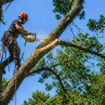 Élagage et abattage d’arbres : sécuriser et valoriser votre patrimoine végétal